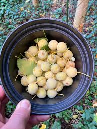Attēlu rezultāti vaicājumam “Ginkgo biloba fruit”