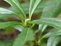 Attēlu rezultāti vaicājumam “Chimaphila umbellata leaf”