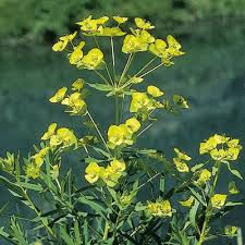 Attēlu rezultāti vaicājumam “Euphorbia virgata flower”