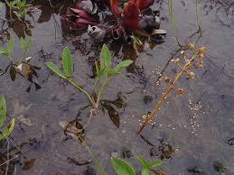 Attēlu rezultāti vaicājumam “Menyanthes trifoliata leaf”