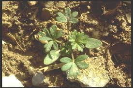Attēlu rezultāti vaicājumam “Consolida regalis leaf”