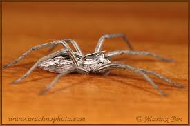 Attēlu rezultāti vaicājumam “Pisaura mirabilis”