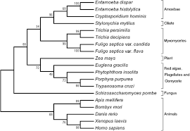 Attēlu rezultāti vaicājumam “Fuligo laevis”