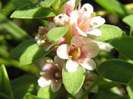 Attēlu rezultāti vaicājumam “Glaux maritima”