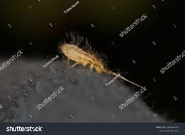 Attēlu rezultāti vaicājumam “Orchesella flavescens”