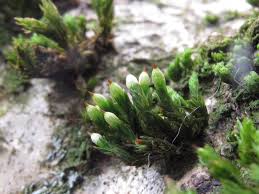 Attēlu rezultāti vaicājumam “Taxiphyllum wissgrillii”