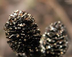 Attēlu rezultāti vaicājumam “Mollisia amenticola”