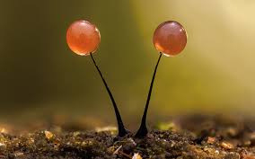 Attēlu rezultāti vaicājumam “Hemitrichia decipiens spores”