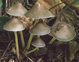 Attēlu rezultāti vaicājumam “Mycena viscosa”
