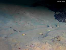 Image result for Glaucostegus cemiculus