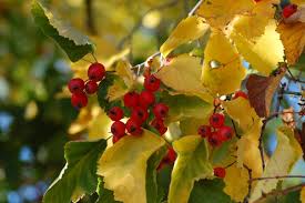 Attēlu rezultāti vaicājumam “Crataegus submollis”