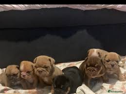 Image result for Banbury Bulldogs