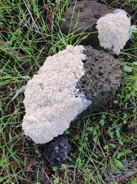 Attēlu rezultāti vaicājumam “Brefeldia maxima”