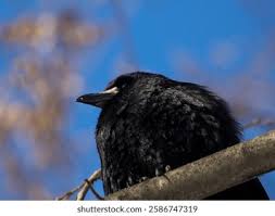 Attēlu rezultāti vaicājumam “Corvus frugilegus”