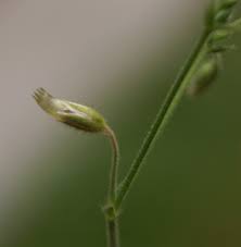 Attēlu rezultāti vaicājumam “Cerastium holosteoides fruit”