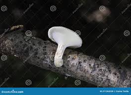 Attēlu rezultāti vaicājumam “Polyporus tuberaster”