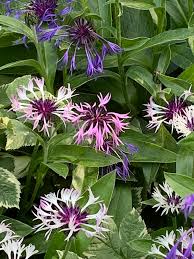 Attēlu rezultāti vaicājumam “Libanotis montana flower”