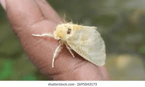 Attēlu rezultāti vaicājumam “Lymantriidae”