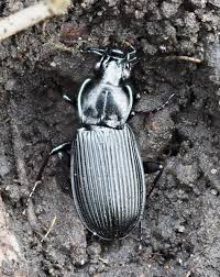 Attēlu rezultāti vaicājumam “Pterostichus niger”