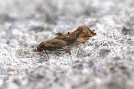 Attēlu rezultāti vaicājumam “Epermenia falciformis”