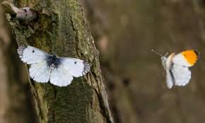 Attēlu rezultāti vaicājumam “Anthocharis cardamines underside”
