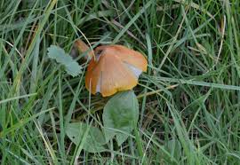 Attēlu rezultāti vaicājumam “Hygrocybe pseudoconica”