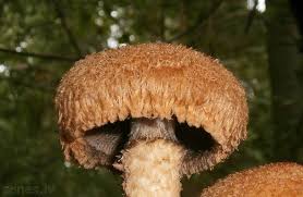 Attēlu rezultāti vaicājumam “Psathyrella lacrymabunda”