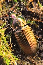 Attēlu rezultāti vaicājumam “Poecilus cupreus”