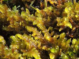 Attēlu rezultāti vaicājumam “Palustriella falcata”