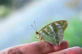 Attēlu rezultāti vaicājumam “Argynnis paphia female”