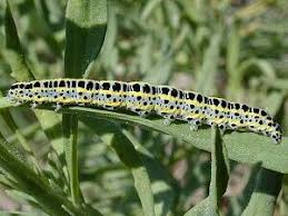 Attēlu rezultāti vaicājumam “Calophasia lunula”