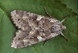 Attēlu rezultāti vaicājumam “Eurois occulta”