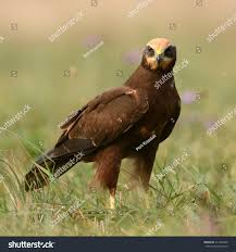 Attēlu rezultāti vaicājumam “Circus aeruginosus adult”