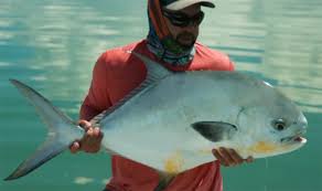 Image result for Trachinotus carolinus