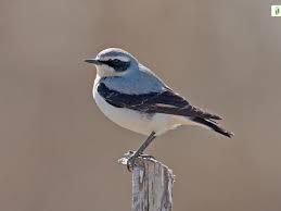 Image result for Oenanthe oenanthe