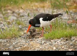 Attēlu rezultāti vaicājumam “Haematopus ostralegus”
