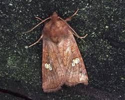 Attēlu rezultāti vaicājumam “Amphipoea”