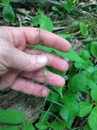 Attēlu rezultāti vaicājumam “Stellaria longifolia leaf”