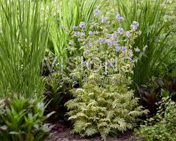 Attēlu rezultāti vaicājumam “Polemonium caeruleum fruit”