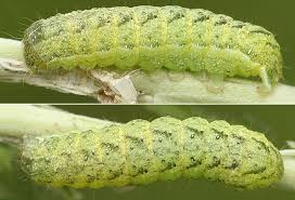 Attēlu rezultāti vaicājumam “Lacanobia contigua”