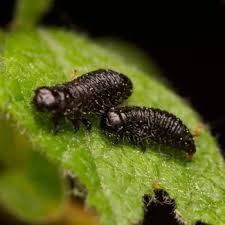 Attēlu rezultāti vaicājumam “Gonioctena viminalis”