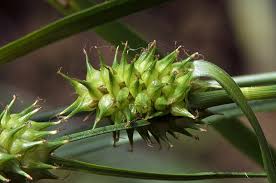 Attēlu rezultāti vaicājumam “Carex lepidocarpa”