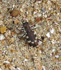 Attēlu rezultāti vaicājumam “Cicindela maritima”