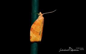 Attēlu rezultāti vaicājumam “Pandemis cerasana”