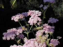 Attēlu rezultāti vaicājumam “Pimpinella major”