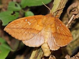 Attēlu rezultāti vaicājumam “Euthrix potatoria imago”