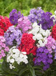 Image result for Phlox (großblumig)
