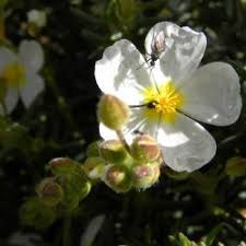 Attēlu rezultāti vaicājumam “Cistaceae”