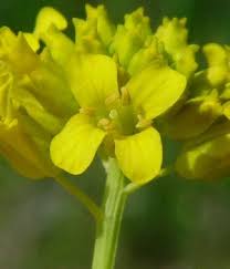 Attēlu rezultāti vaicājumam “Barbarea vulgaris subsp. arcuata flower”