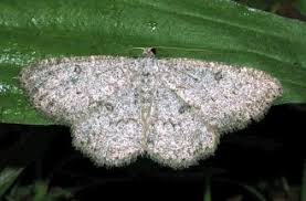 Attēlu rezultāti vaicājumam “Charissa ambiguata”